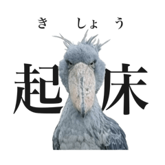 okapi_20260126184950