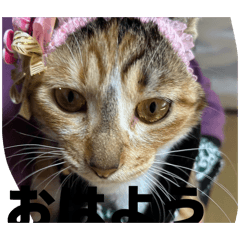 Kazumi_20260126203832