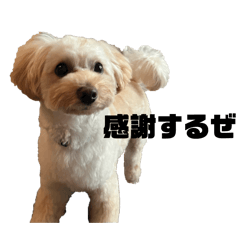 Nchan_20260126215719