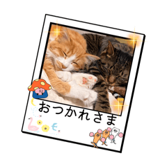 rei_20260126220411