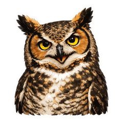 Cute Owl (Kansai Dialect 2)