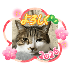 ゆるめの我が家の猫スタンプ