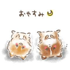 Pomeranian Kuma and Hachi