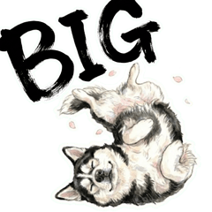 Every day with a BIG Siberian Husky!