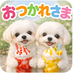 とびだす★マルチーズの日常♪