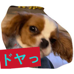 犬を飼ってる人向けだ