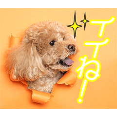 小島家のそらちゃん