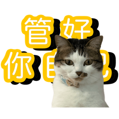 32張Dalai喇貓的日常生活 （有字版）