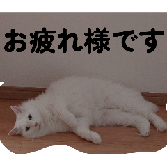 kanya--._20260127131238