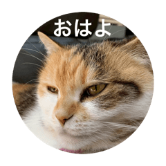 uoo_20260127194744