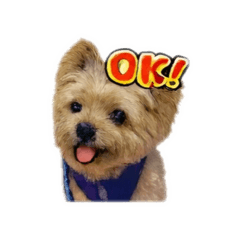 sora petit_20260127141806