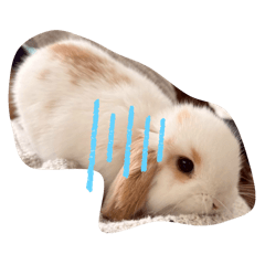 kinakoko1207_20260127170449