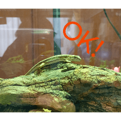 glass Lizard LINE stamps