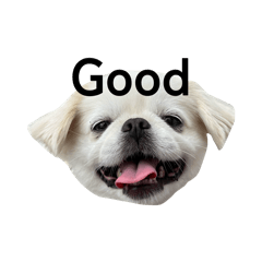 Elena_20260128003043