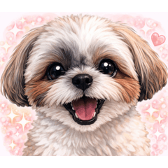 シーズー♡つぶと日常