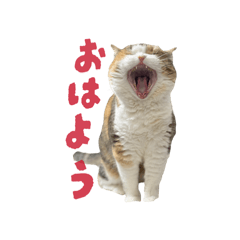 michiru_20260128005826