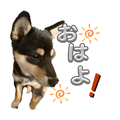 gomacha_20260127181623