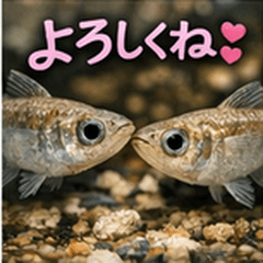 Everyday Medaka Healing Stickers