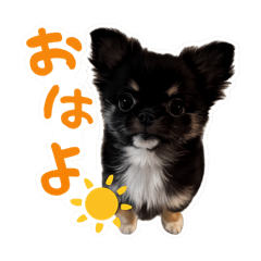 omochimaru_20260127115858