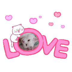 kanya--._20260127152352