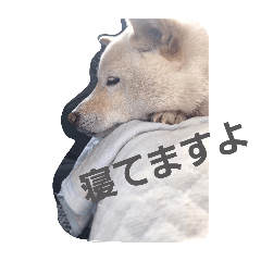 Umino koke_20260127223938