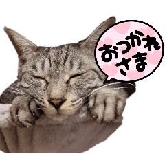 hachi_20260127122653