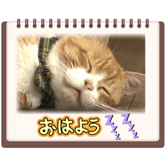 なぎそ地域猫みぃちゃん