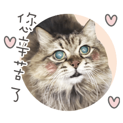 我們的小貓名叫小屁孩