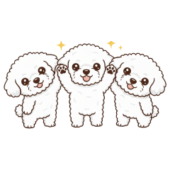 Bichon Frise daily conversation06