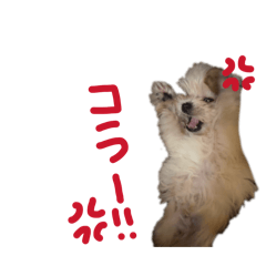 maria_20260127144024