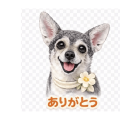 ansumo_20260127161847