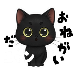 お願いですから〜？生意気ねこ