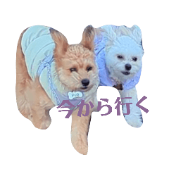 pualani_20260127204119