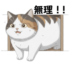 Everyday cat-related phrase