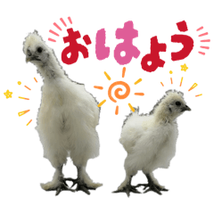 烏骨鶏のヒナたち