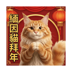 喵事如意：緬因貓來拜年（吉祥話-橘貓）