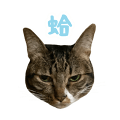 貓咪日常生活0.0 2