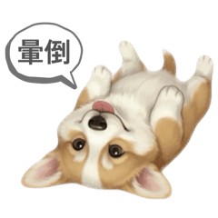 柯基春梅 溫馨日常