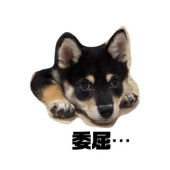 小八汪汪喵喵喵