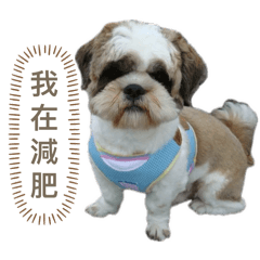 西施犬小拉