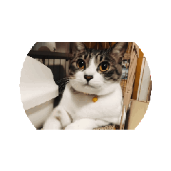 wasabi_20260128132033