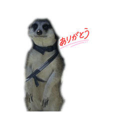 muumuu_20260127200324