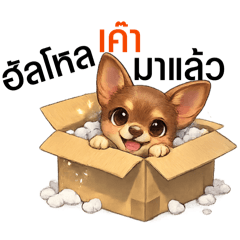 Hello, I am a little cute dog