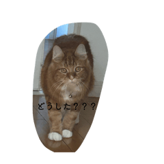 os_20260127232700