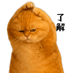 少し動く★ミームキャット（茶トラ）