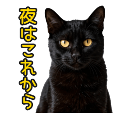 Cool Black Cat Night Monologue