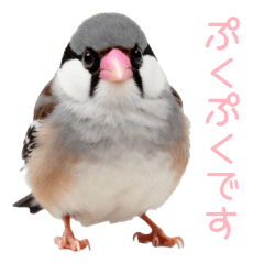 Fluffy Java Sparrow Daily Life