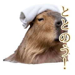 Hot Spring Elder Capybara Healing