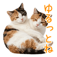 Laid-back Calico Cat Daily Life