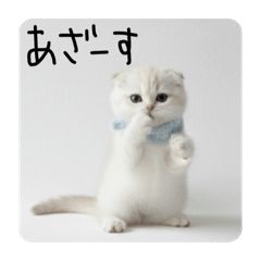 Mary rose25_20260128071547